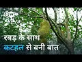 Lagu केरल में कटहल उगाने की कैसी मजबूरी [How Kerala is coping with rubber's uncertain future]