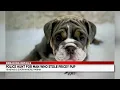 9-week-old puppy valued at 6 500 stolen from Petland store in Parma