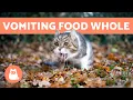 My CAT Is VOMITING UNDIGESTED FOOD 8 Causes