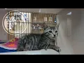 Pet Foster Families Phoenix Pets