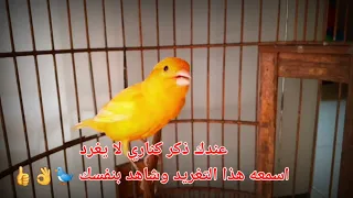 عندك ذكر كناري لا يغرد اسمعه هذا التغريد وشاهد بنفسك     دندنها