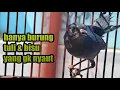 Download Lagu pancingan cingcoang biru