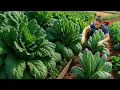 Lagu Harvesting Fresh Green Vegetables from the Garden and Selling Them at the Market – Cooking Meals