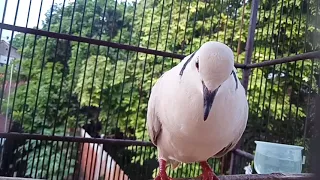 joss gandos burung puter betina gacor memanggil jantan langsung nyaut ikut manggung