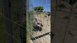 Wolf Ujku 3 June 2025 Wolf 