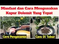Lagu Manfaat Jitu Kapur Dolomit / Kapur Pertanian, Pupuk Multifungsi dan Cara Aplikasi ke Tanaman