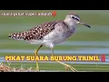Download Lagu SUARA PIKAT BURUNG TRINIL || SUARA PIKAT BURUNG SAWAH‼️