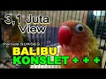 Download Lagu KONSLET..! Tips LOVEBIRD Balibu Betina + Jantan KONSLET sejak usia dini