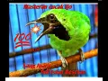 Download Lagu masteran cucak ijo sang Juara