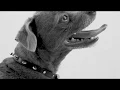 Jesse - Puppy Love