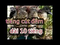 Download Lagu Tiếng chim cút mồi chuyên bẫy đêm dài 10 tiếng quai call sound 10 hours long