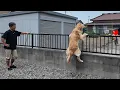 Download Lagu A golden retriever stands motionless as he watches his beloved grandma next door. [ Retriever Japan]