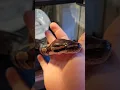 SHOWING FRIENDLY BALL PYTHON DONT BE SCARED SNAKE 4K