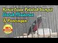 Download Lagu Kolibri Ninja (Konin) Isian Pelatuk Sampit Nembak Panjang || Situs Kicau