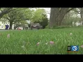 Allergists discuss if the pollen count is above normal this year