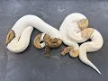 Pied Ball Pythons combos What do they look like as adults
