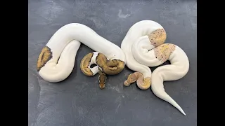 Pied Ball Pythons combos What do they look like as adults