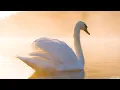 Download Lagu Beautiful Relaxing Hymns, Peaceful Instrumental Music, \