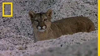 أسد الجبال أسود الأنديز ناشونال جيوغرافيك أبوظبي 