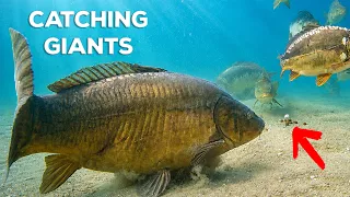 Crazy Good Underwater Fishing at Lake Bled!