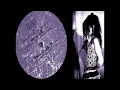 Cranes  -  Inescapable II