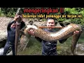 Download Lagu PETUALANGAN paling jauh ke HULU sungai hutan rimba belantara dapat ikan SIDAT jumbo