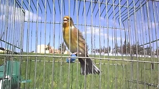 هجين طائر الحسون وهو يبدع بالتغريد  هجين طائر الحسون وهو يبدع بالتغريد