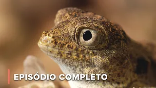 Répteis: Vida a sangue frio | Inferno Árabe 102