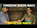 Download Lagu Penggemar Burung burcil banyak yang mampir