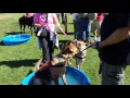 Westside German Shepherd Rescue