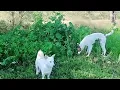 Baby Girl Is Being Raised By Six German Shepherds | The dodos ๐ฅฐ QLC