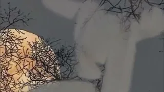 شيئ لله ياصاحب السر المبين 