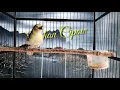Download Lagu pangilan sirtu atau cipoh paling ampuh bikin sirtu lain jadi ikut GACOR..