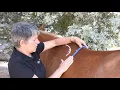 How to do a Gullet Template for Saddle Fitting