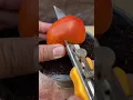 Lagu How to germinate tomato seeds 🍅 #homegarden #plants #vegetable garden #organicgarden