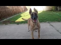 Lagu Before You Get A Belgian Malinois- WATCH THIS!!