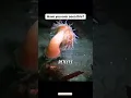 Download Lagu WATCH THIS! Anemone FLEES From Sea Star | #oceanlife
