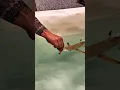Download Lagu Hand Feeding a Blacktip Shark #aquarium  #shark