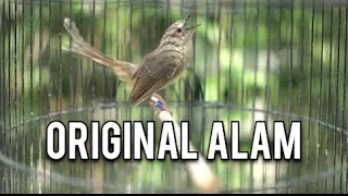 pancingan cigun asli suara alam