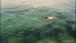 amateur breast stroke