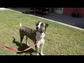 Meet Perseus Tucson dog with a bright spirit seeks loving home