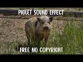 Efek Suara Anakan Babi di Perkampungan / Piglet Sound Effect | Free No CopyRight