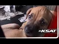 High costs leave San Antonio pet owners looking for help as ACS kennels reach capacity