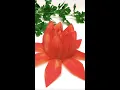 Download Lagu Tomato Lotus Flower