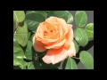 Fallen Roses ft.  B dom - Yours And Nobody Else's
