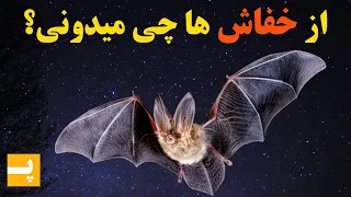 چیزهایی که در مورد خفاش ها احتمالا نمی دونستید دانستنی ها دندنها