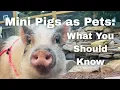 Mini Pigs as Pets What You Should Know Before Bringing One Home