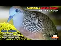 Lagu Perkutut Lokal Gacor Suara Kung Besar Pancingan Semua Perkutut Agar Cepat Bunyi! | Zebra Dove 069