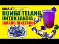 Download Lagu Rahasia Bunga Telang untuk Lansia: Manfaat Tersembunyi yang Jarang Diketahui!