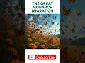 Download Lagu The Great Monarch Migration #shorts #monarchbutterflies #butterflyjourney #butterfly #migration #fly